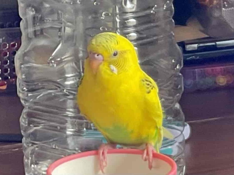 きらちゃん きらちゃん
