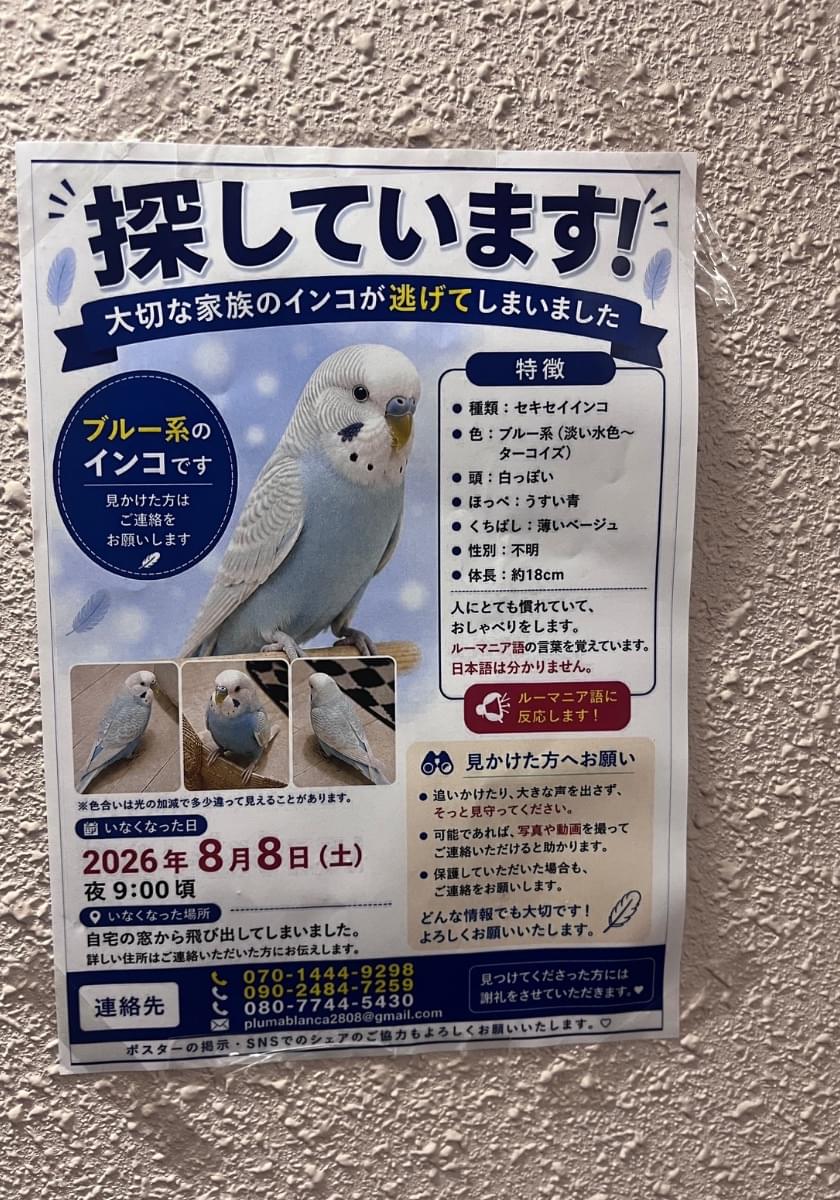 Piko ピコ