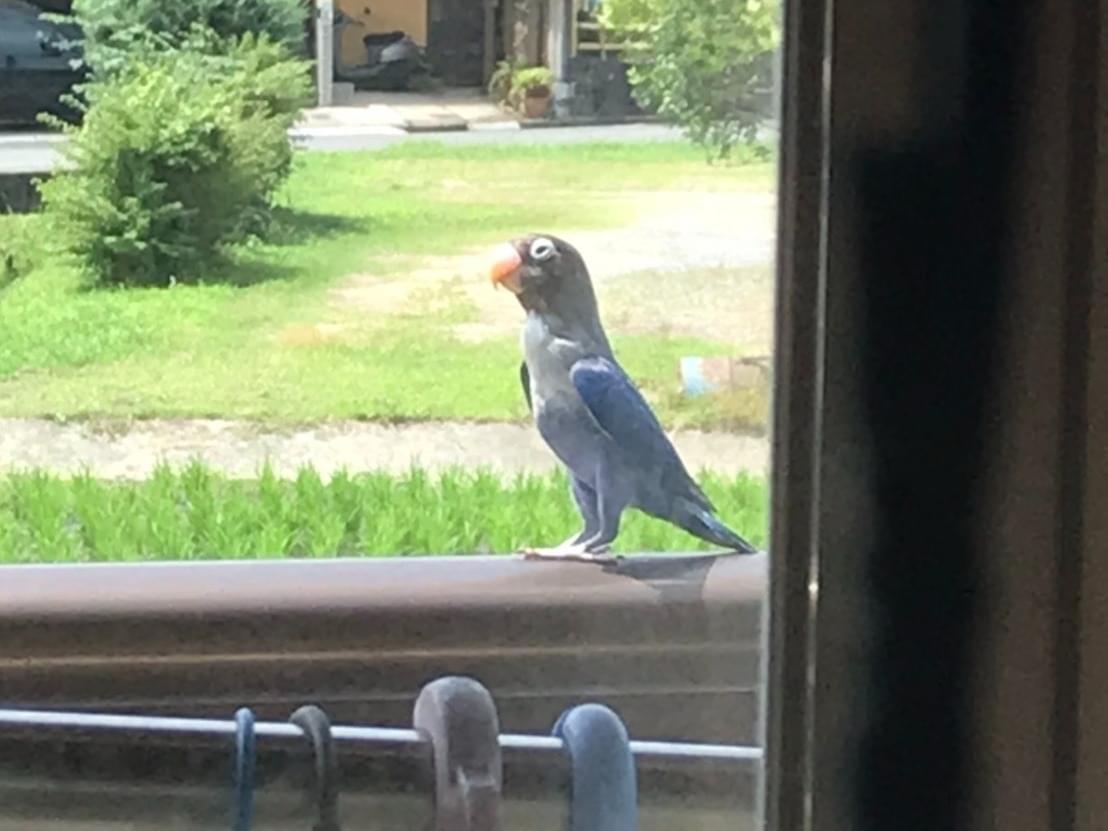 目撃された鳥 目撃された鳥