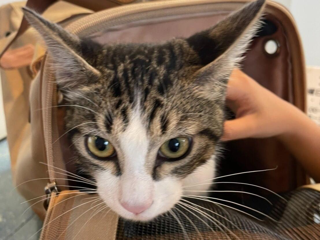 保護された猫 保護された猫