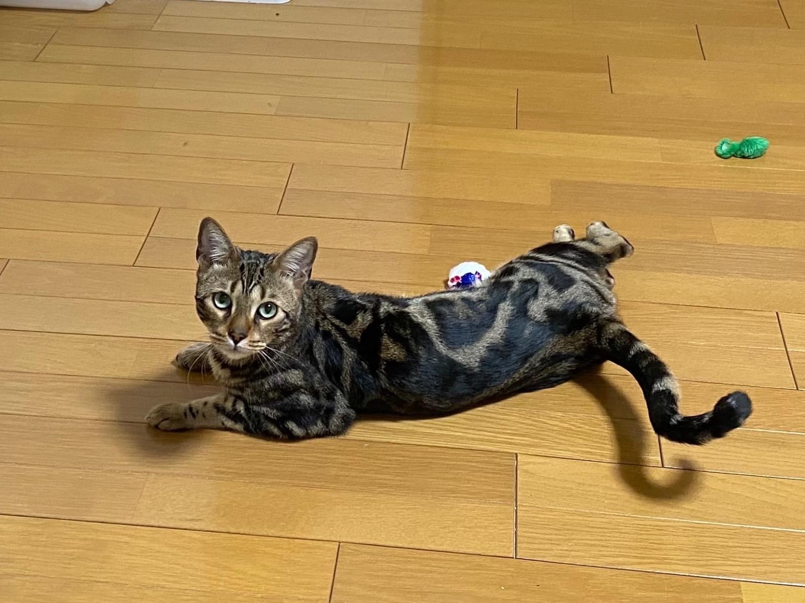 ヒカリちゃん ヒカリちゃん