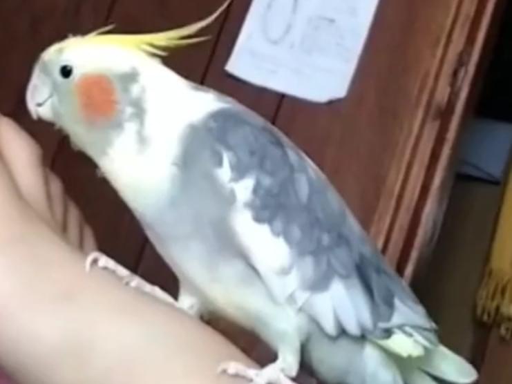 すみれちゃん すみれちゃん