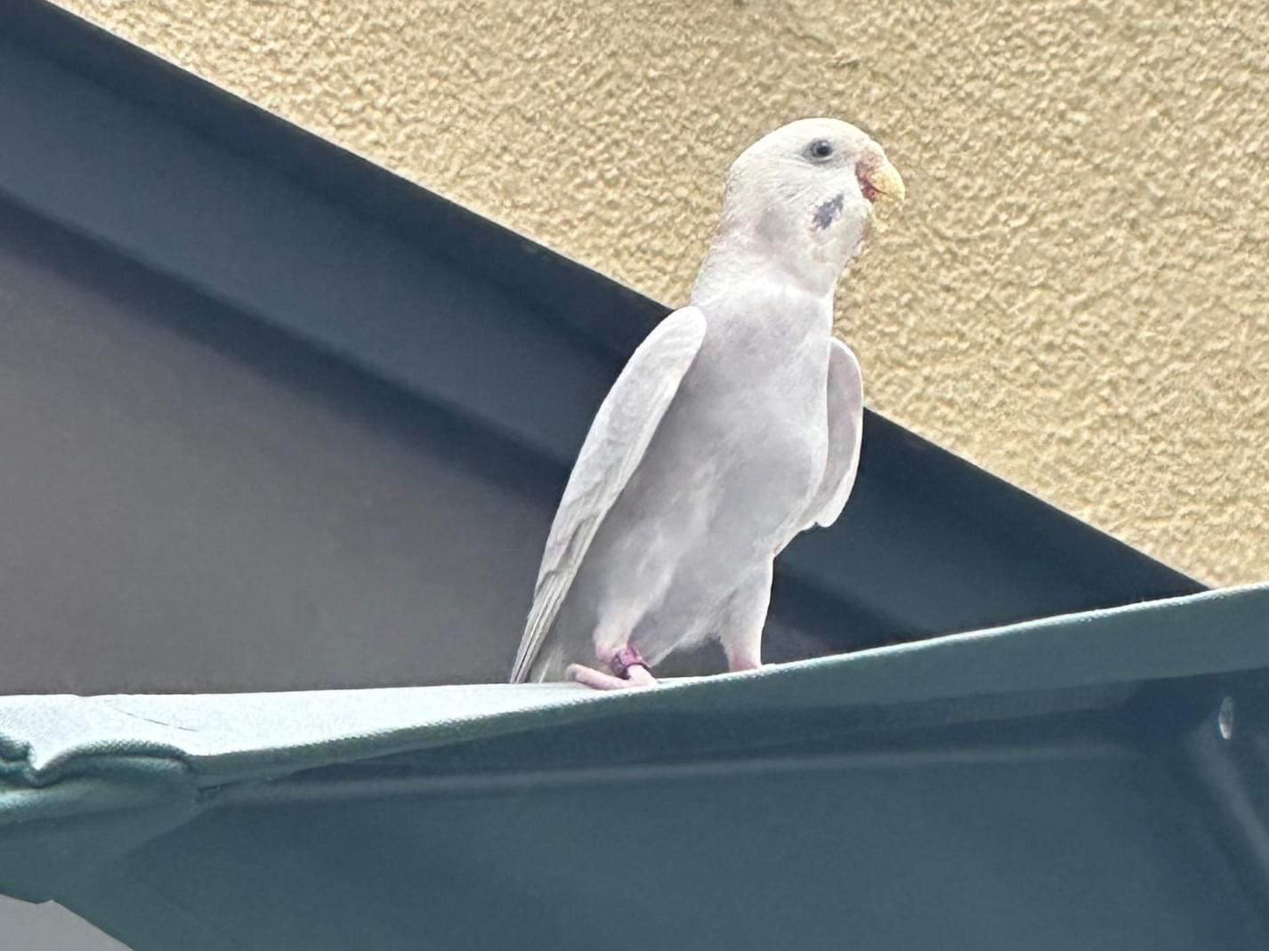 目撃された鳥 目撃された鳥