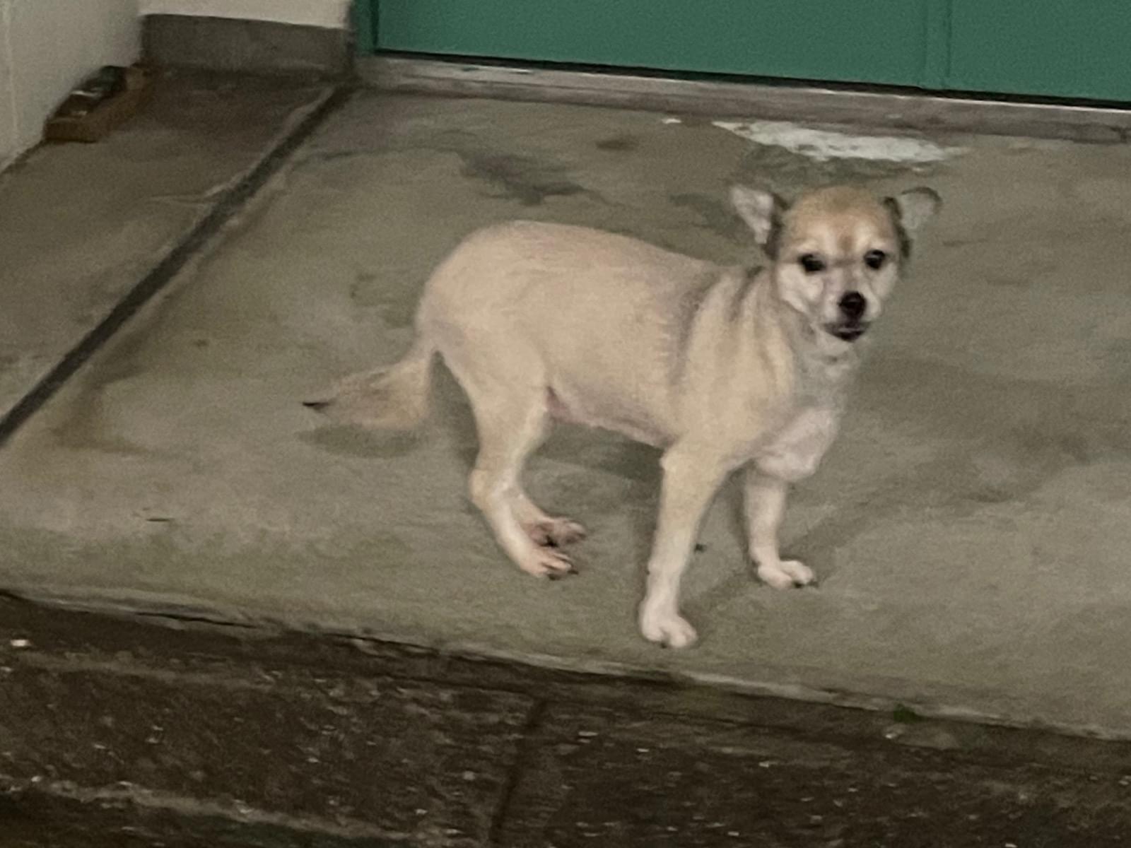 目撃された犬 目撃された犬