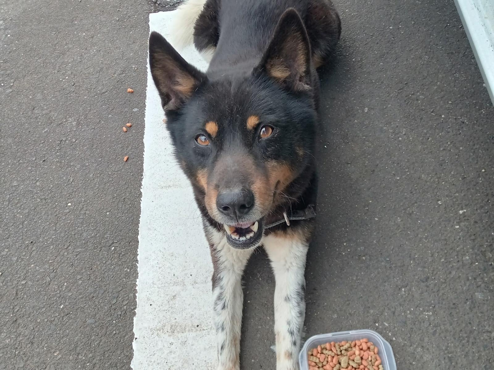 保護された犬 保護された犬