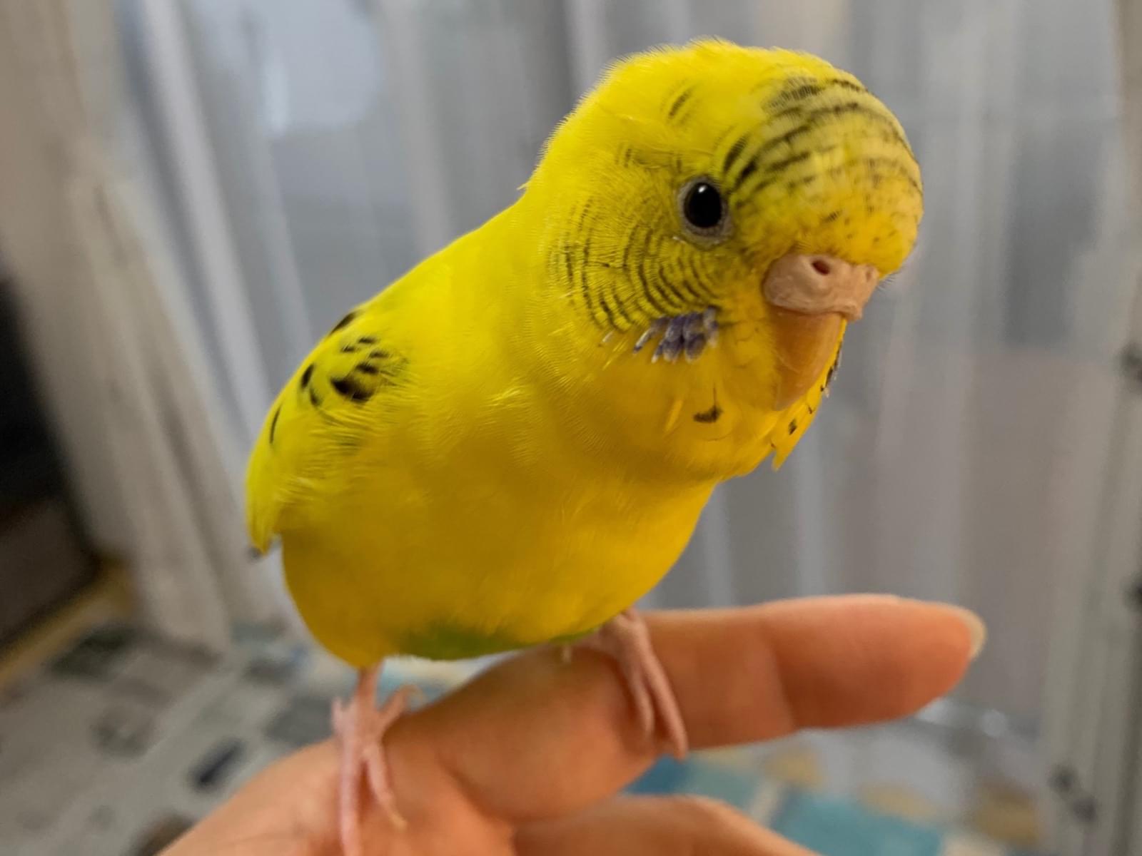 しづくちゃん しづくちゃん