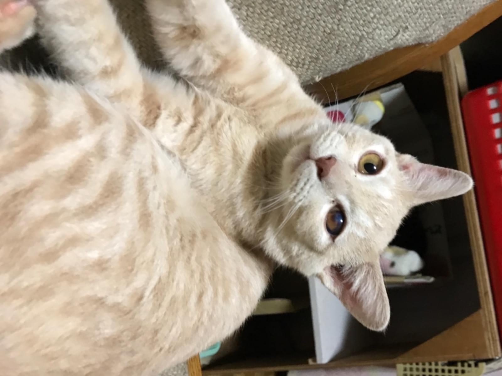 こてつちゃん こてつちゃん