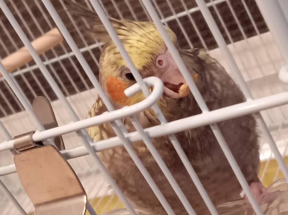 りんちゃん りんちゃん