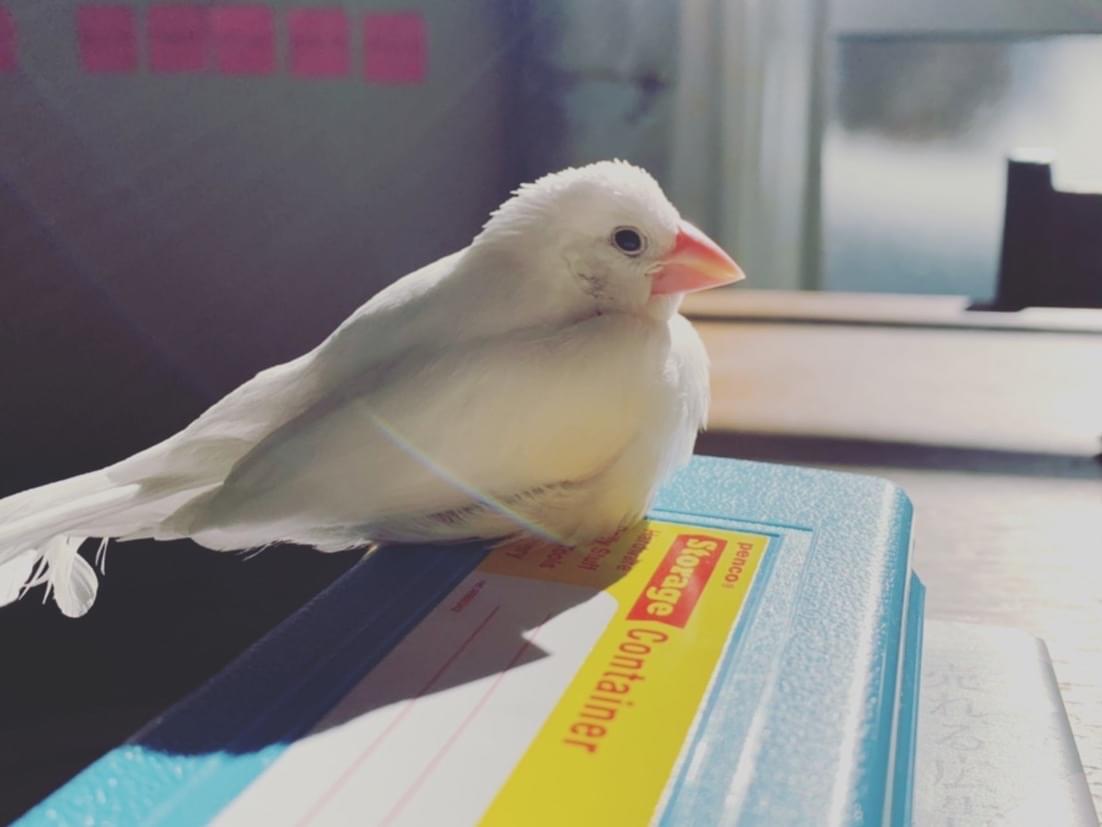 ふくちゃん ふくちゃん