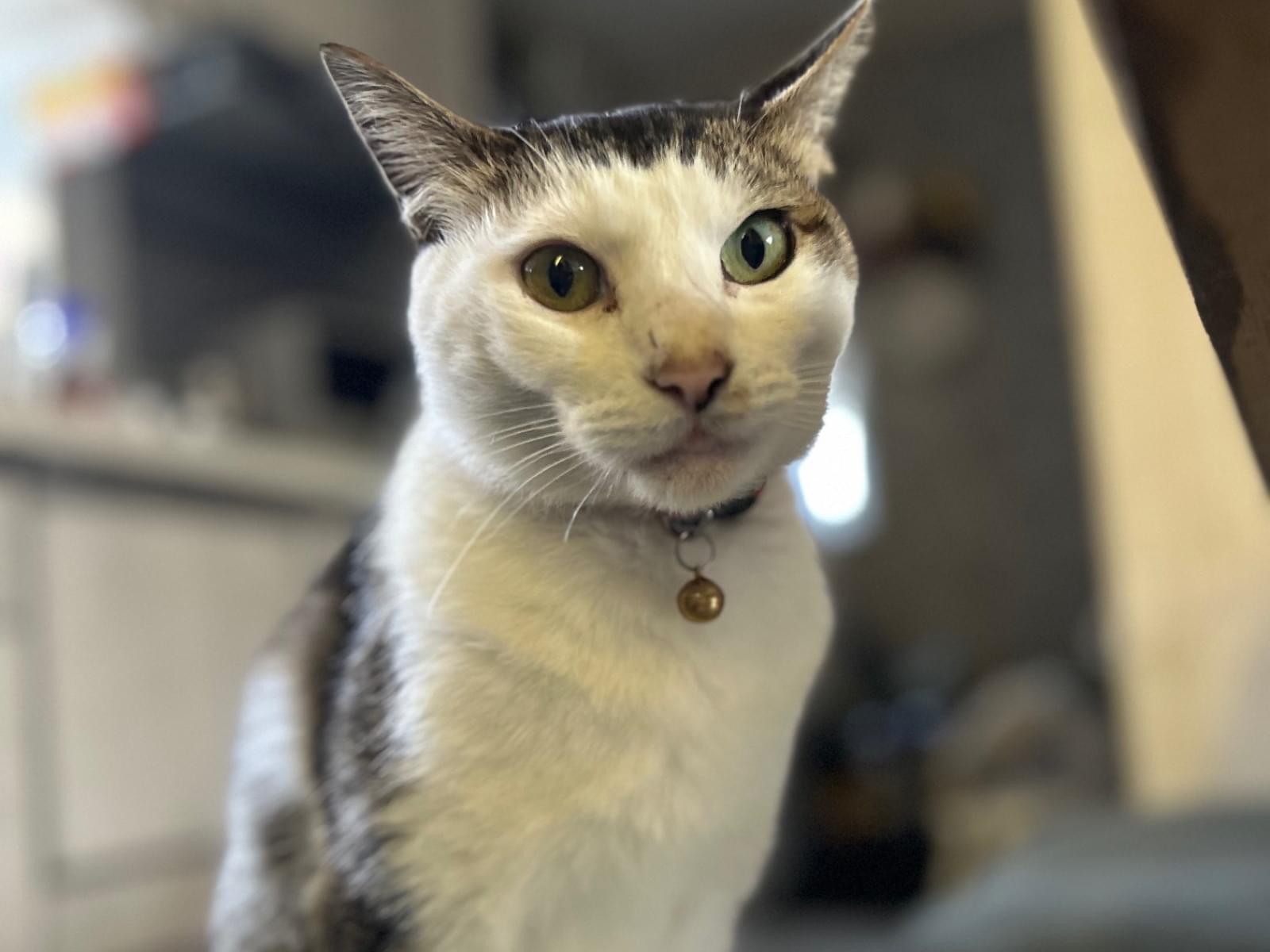 ニャンちゅうちゃん