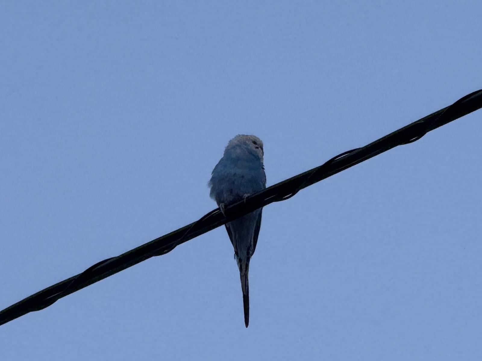 目撃された鳥