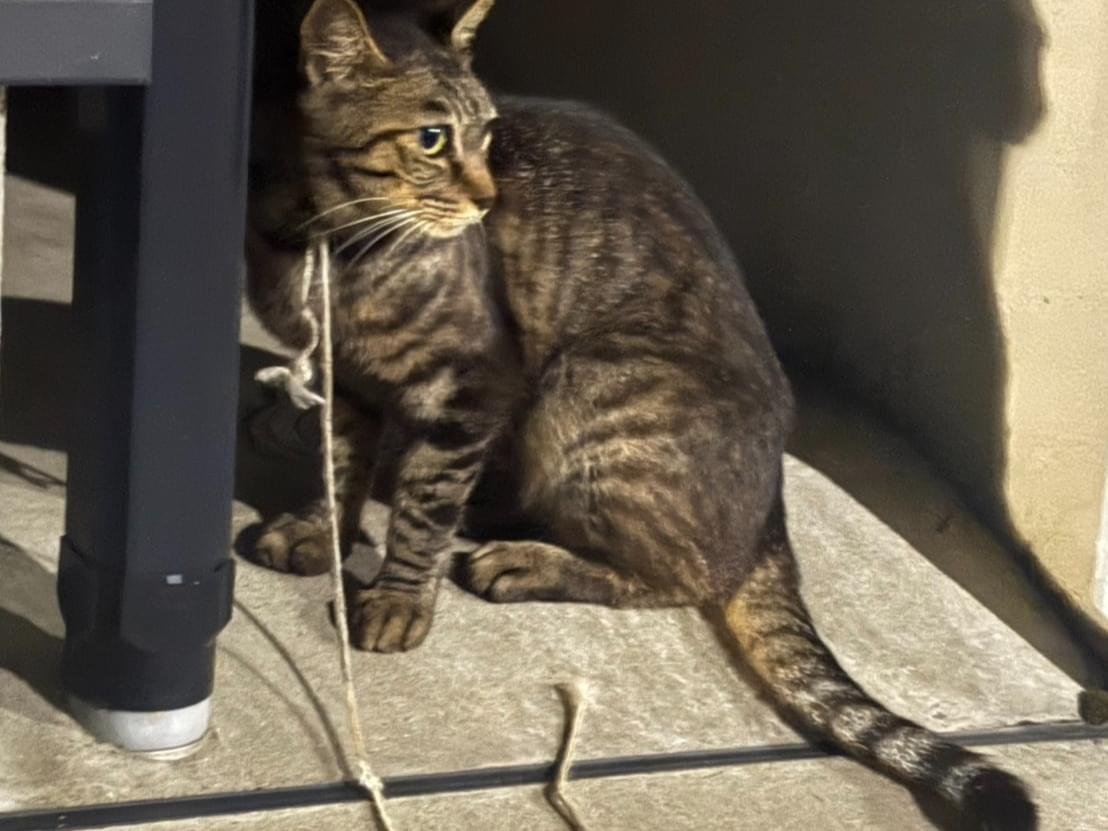 目撃された猫 目撃された猫