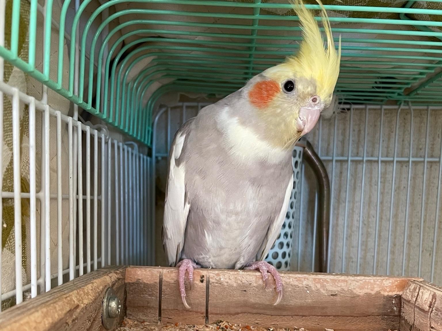 タイチョウちゃん タイチョウちゃん