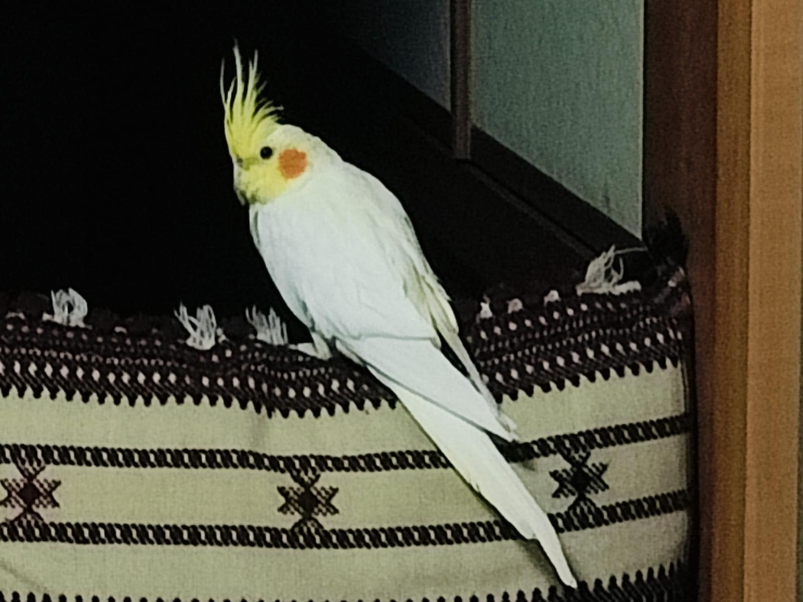 クウちゃん