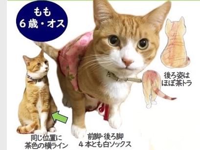 ももちゃん ももちゃん
