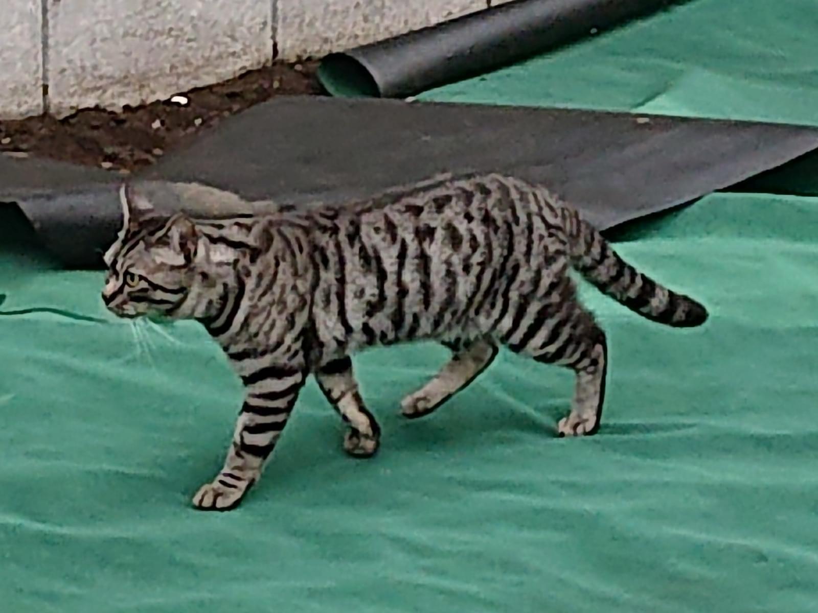 目撃された猫 目撃された猫