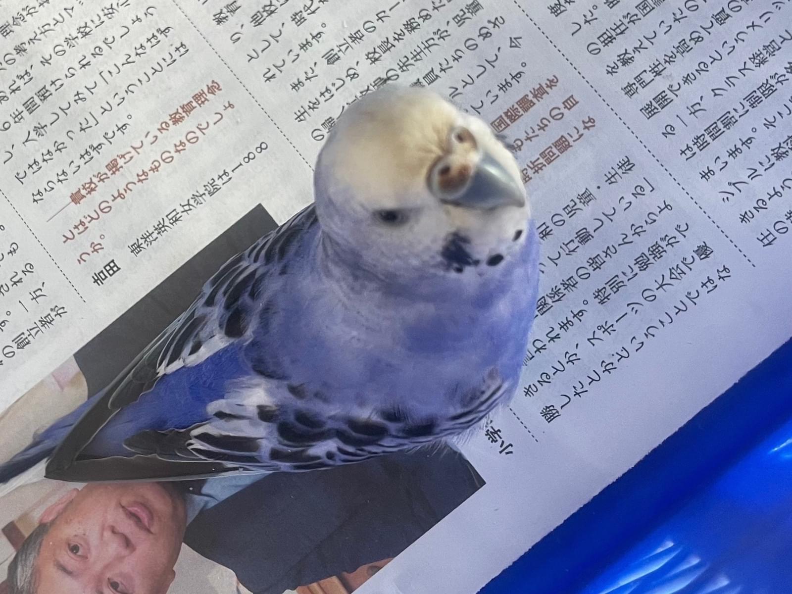 保護された鳥 保護された鳥