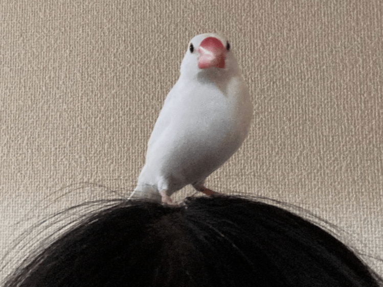 はくちゃん はくちゃん