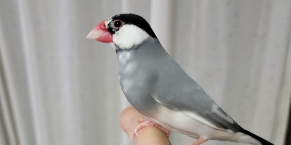 知り合いのお母さんの大事にしていた桜文鳥です。