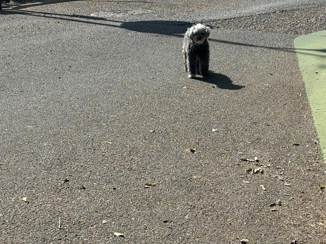 目撃された犬 目撃された犬