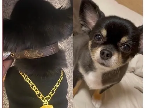 黒タンのチワワで 黒い服を着ています