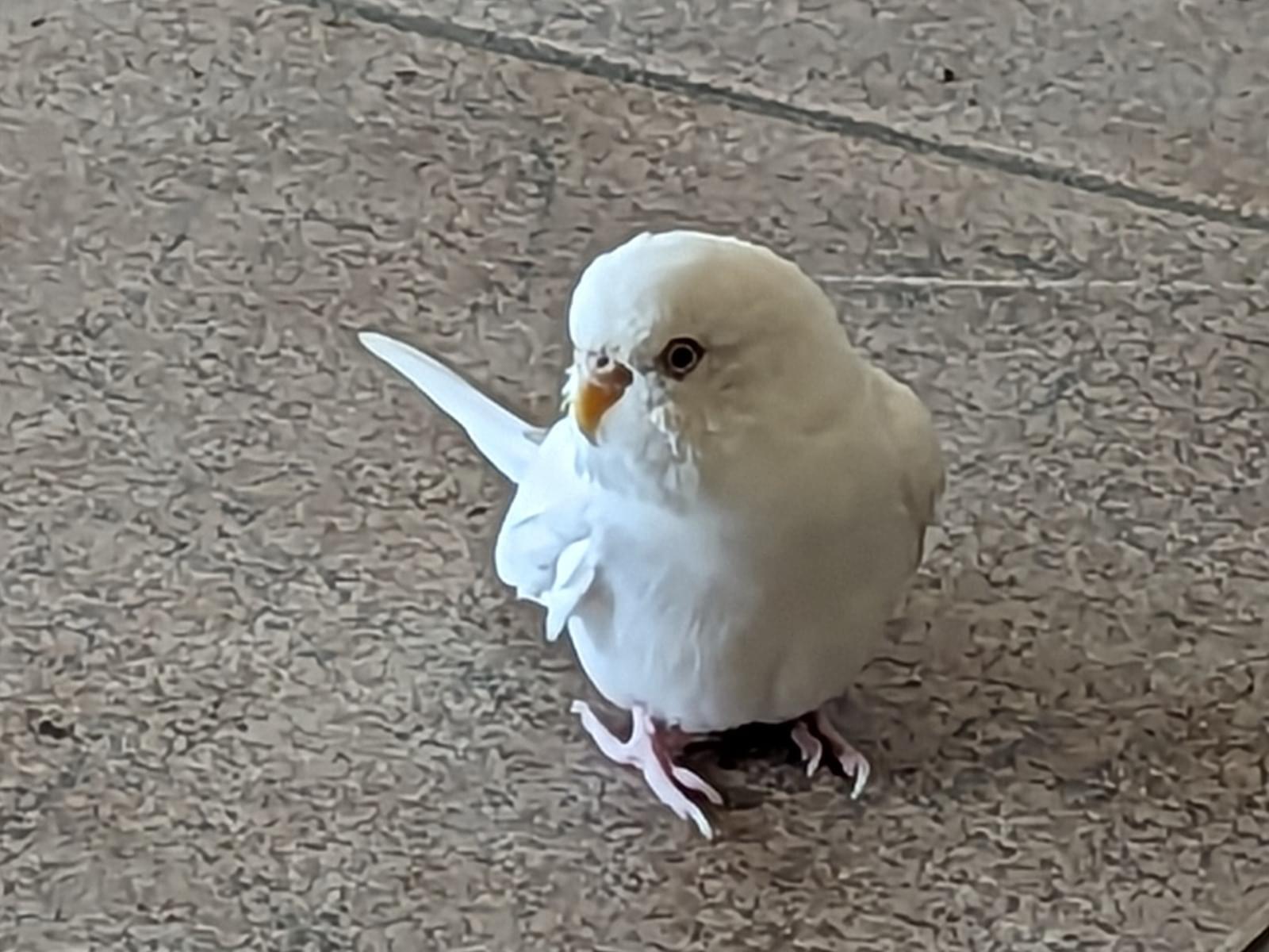 保護された鳥 保護された鳥