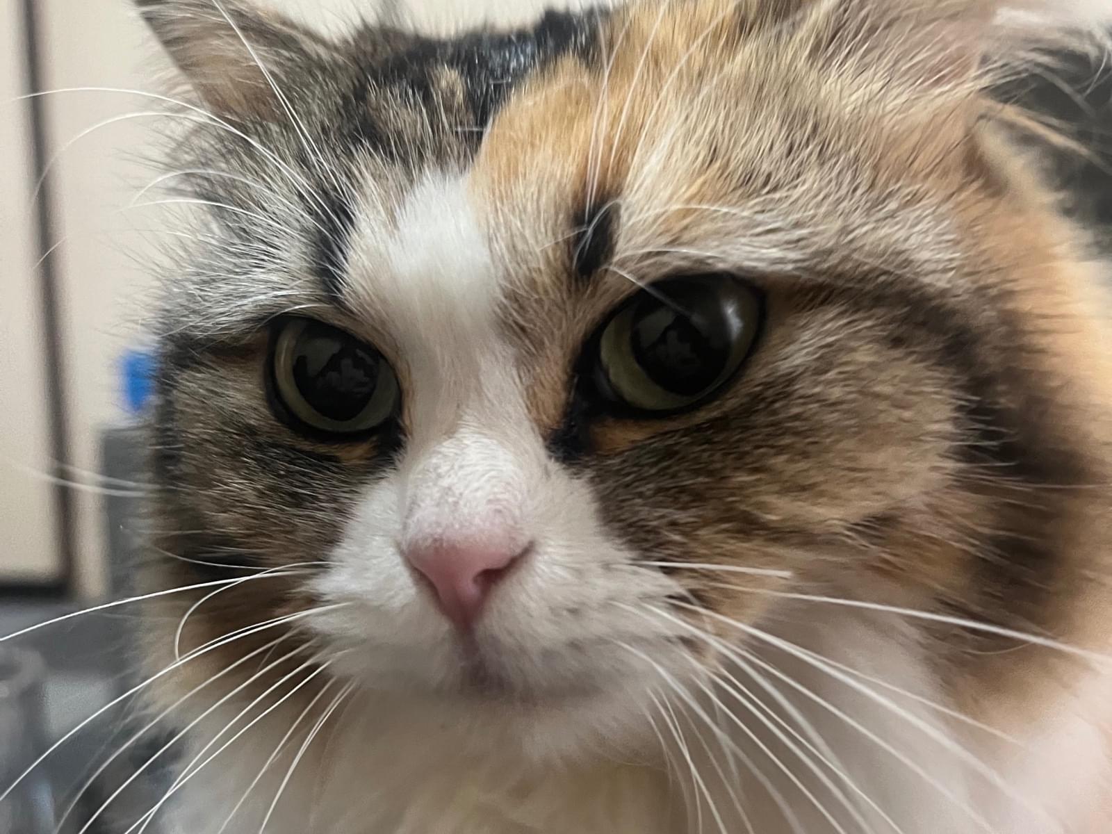 るるちゃん るるちゃん