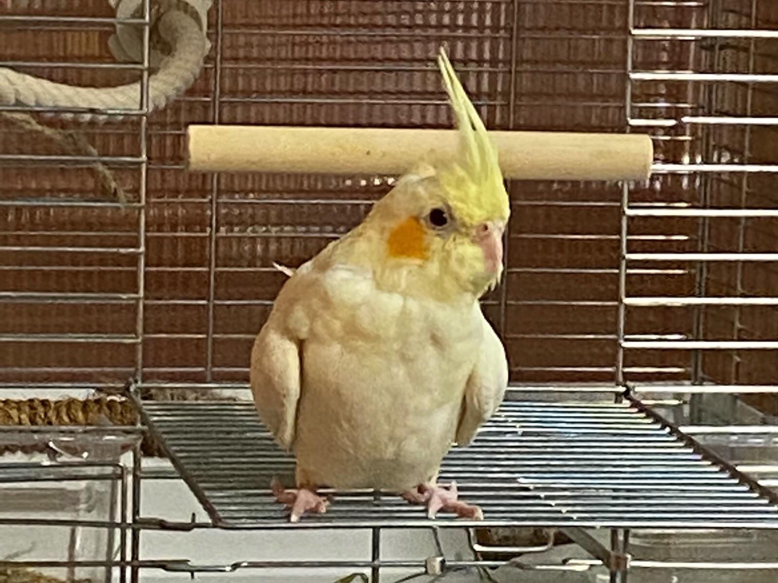 mocaちゃん mocaちゃん