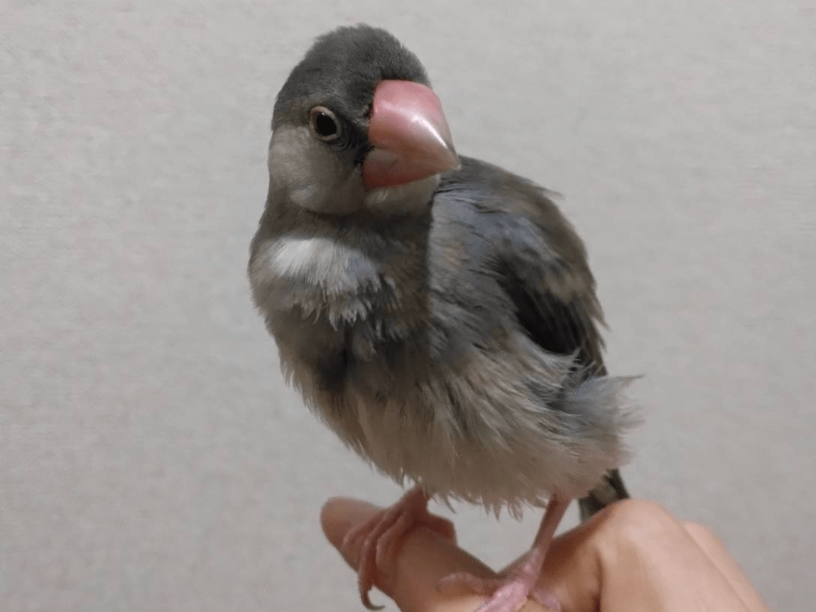 保護された鳥 保護された鳥
