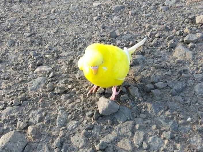 目撃された鳥 目撃された鳥
