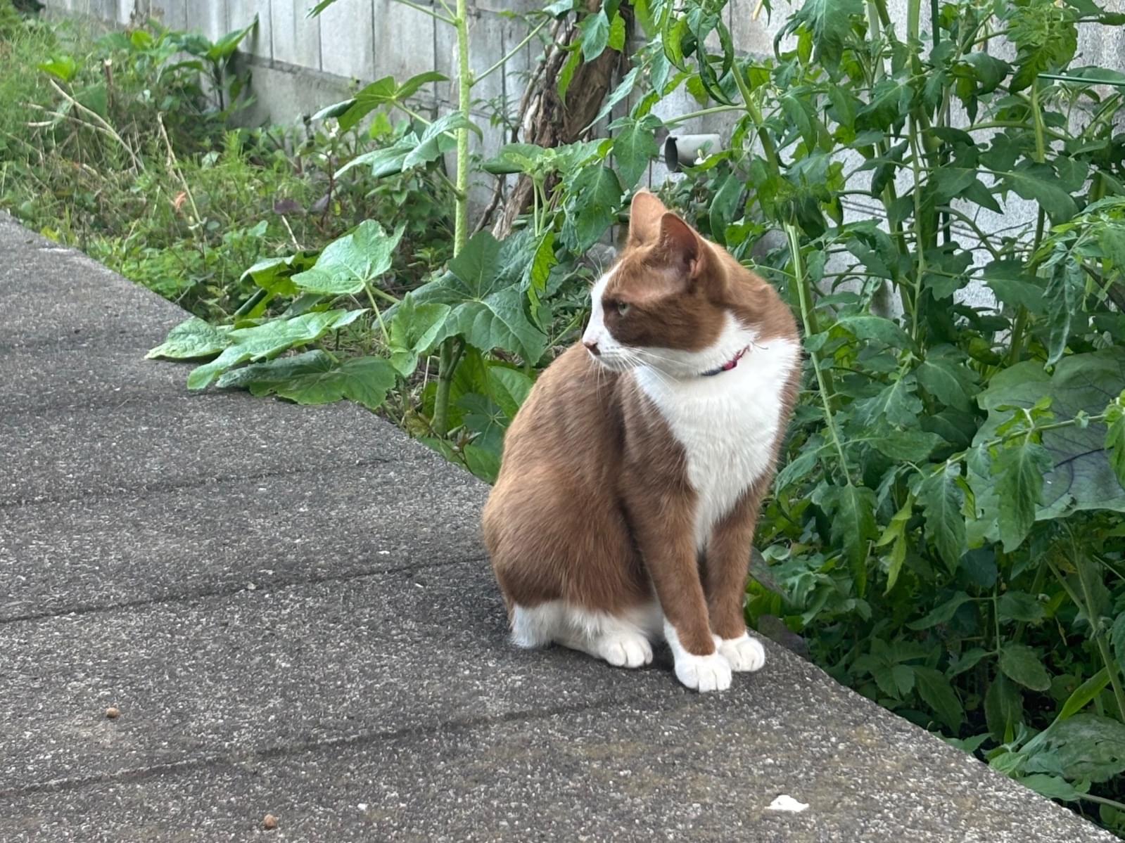 目撃された猫 目撃された猫
