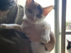 三毛猫を探しています。