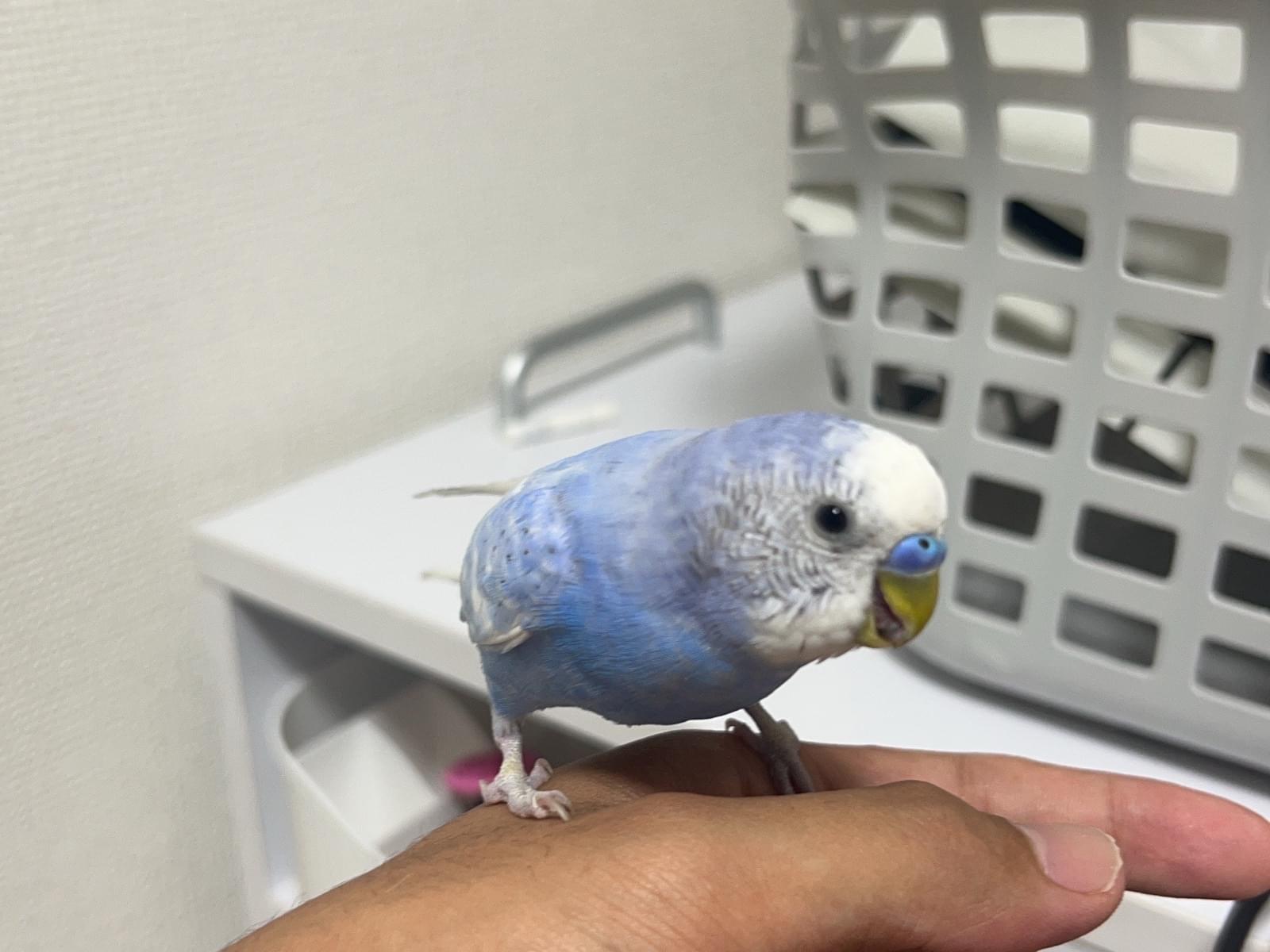 ぼんじりちゃん