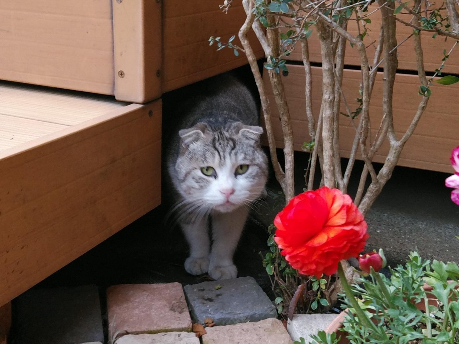 目撃された猫 目撃された猫