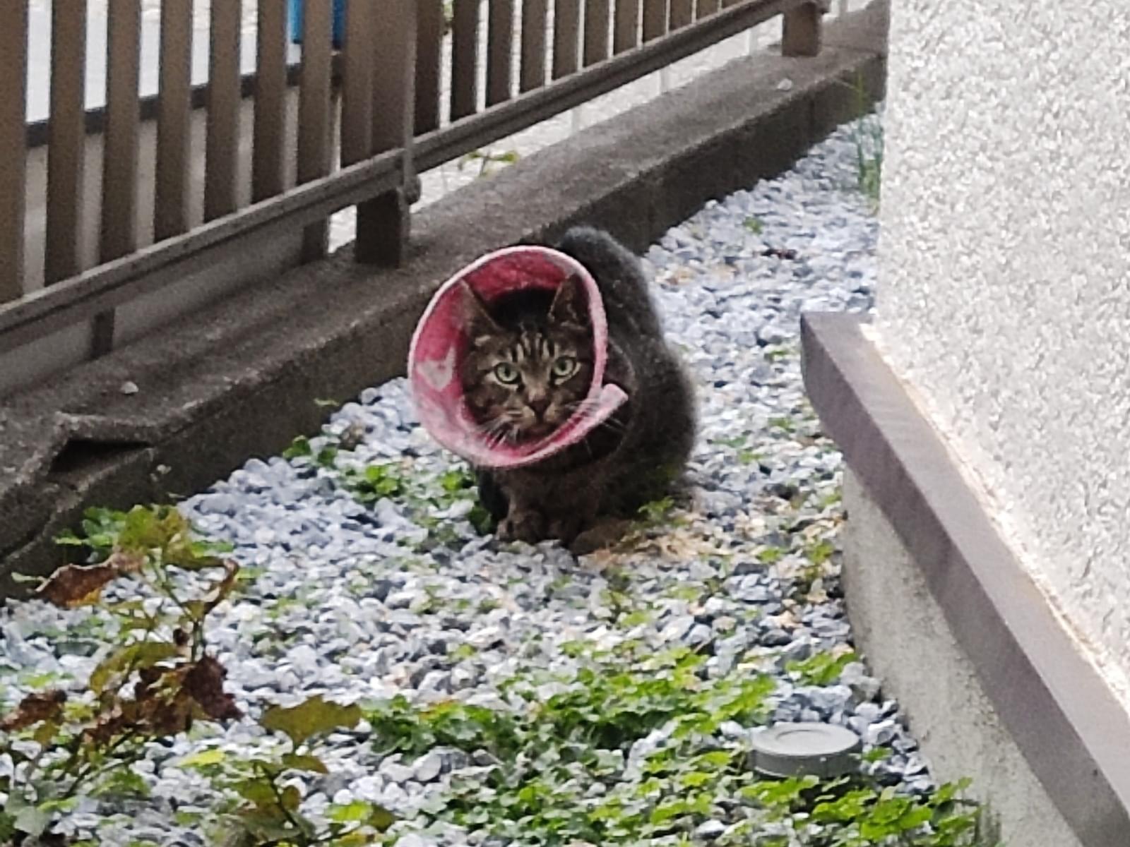 目撃された猫 目撃された猫