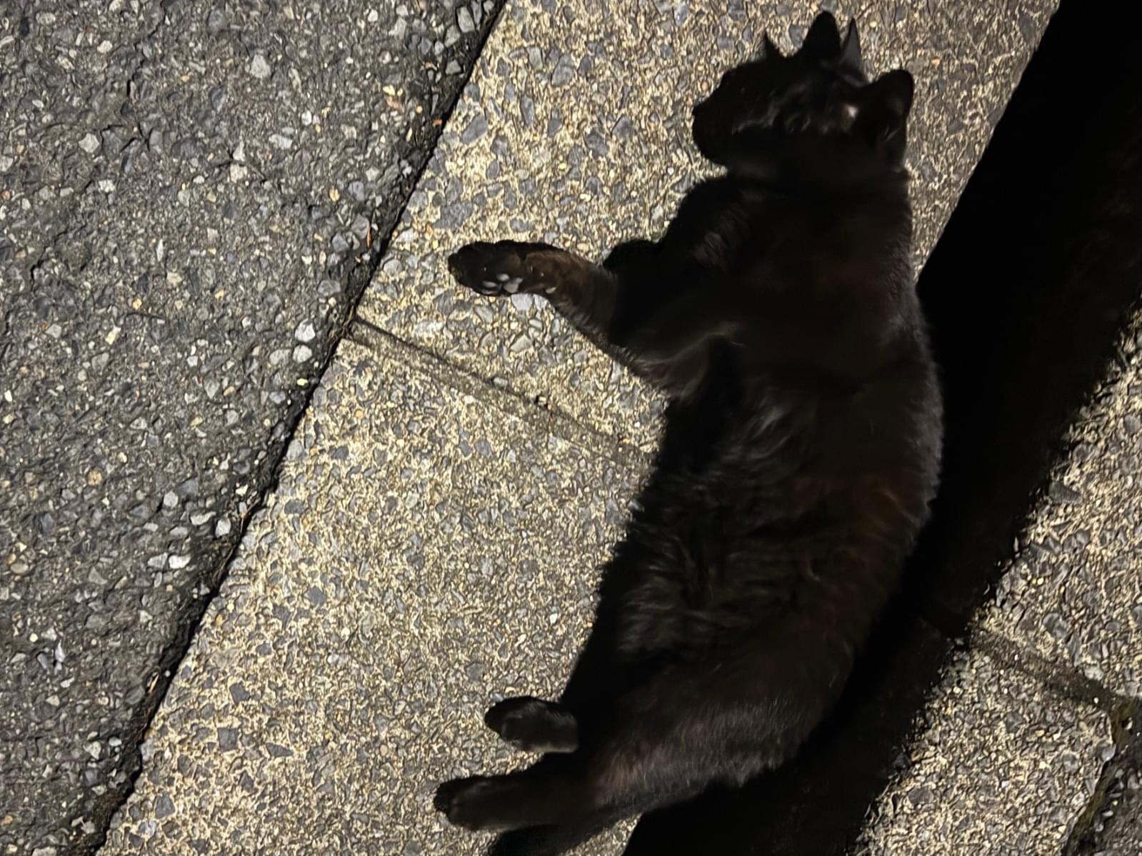 目撃された猫 目撃された猫