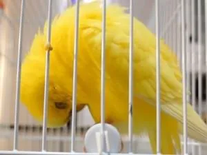 大阪・高槻)セキセイインコ【黄色】保護しました