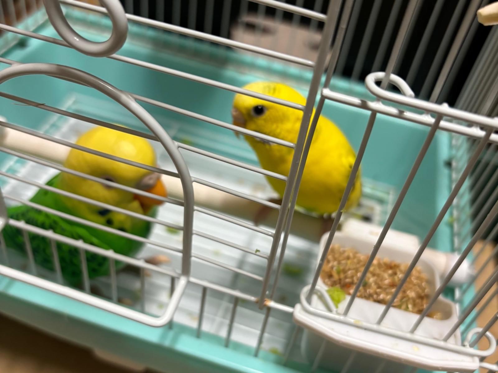 きいちゃん