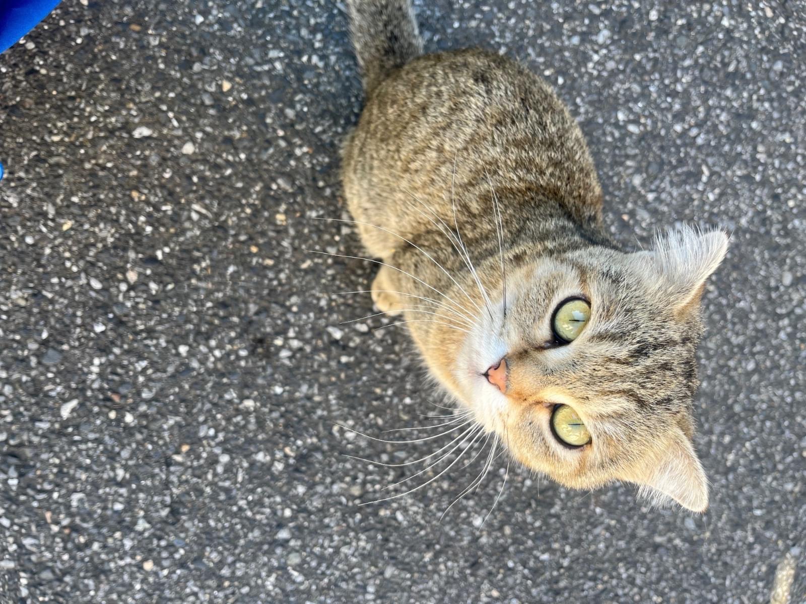 目撃された猫 目撃された猫