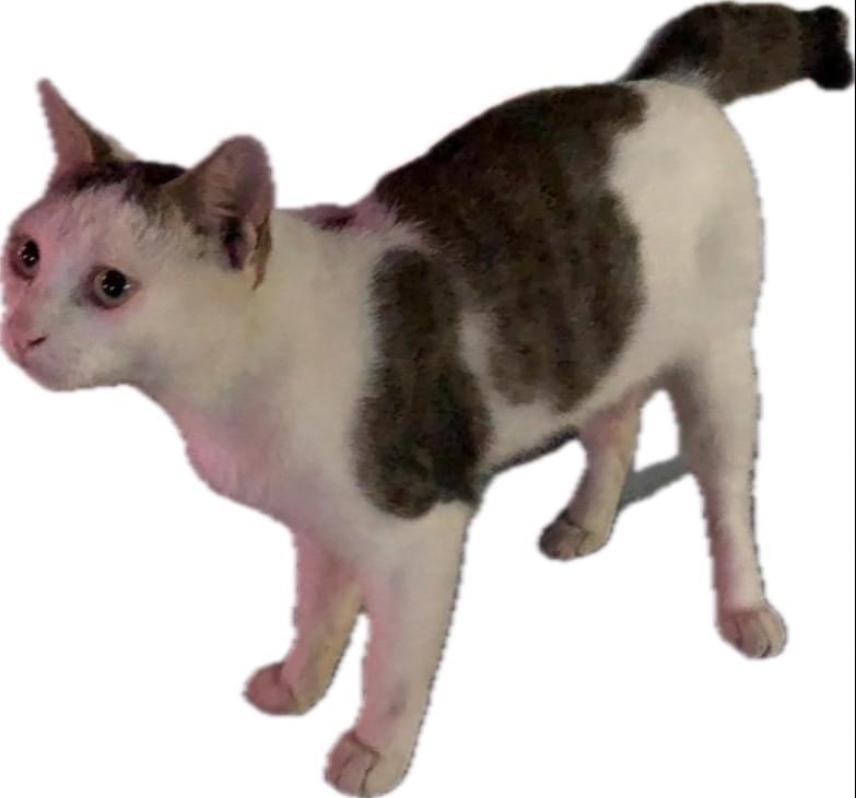 キジ白、ハチワレ、かぎしっぽの男の子