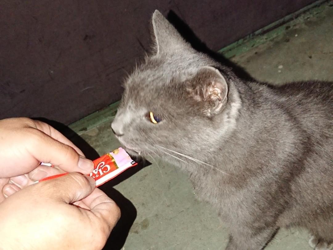 保護された猫 保護された猫
