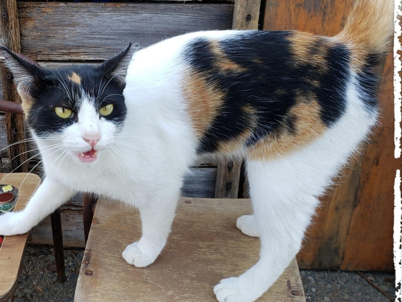 パンナちゃん パンナちゃん