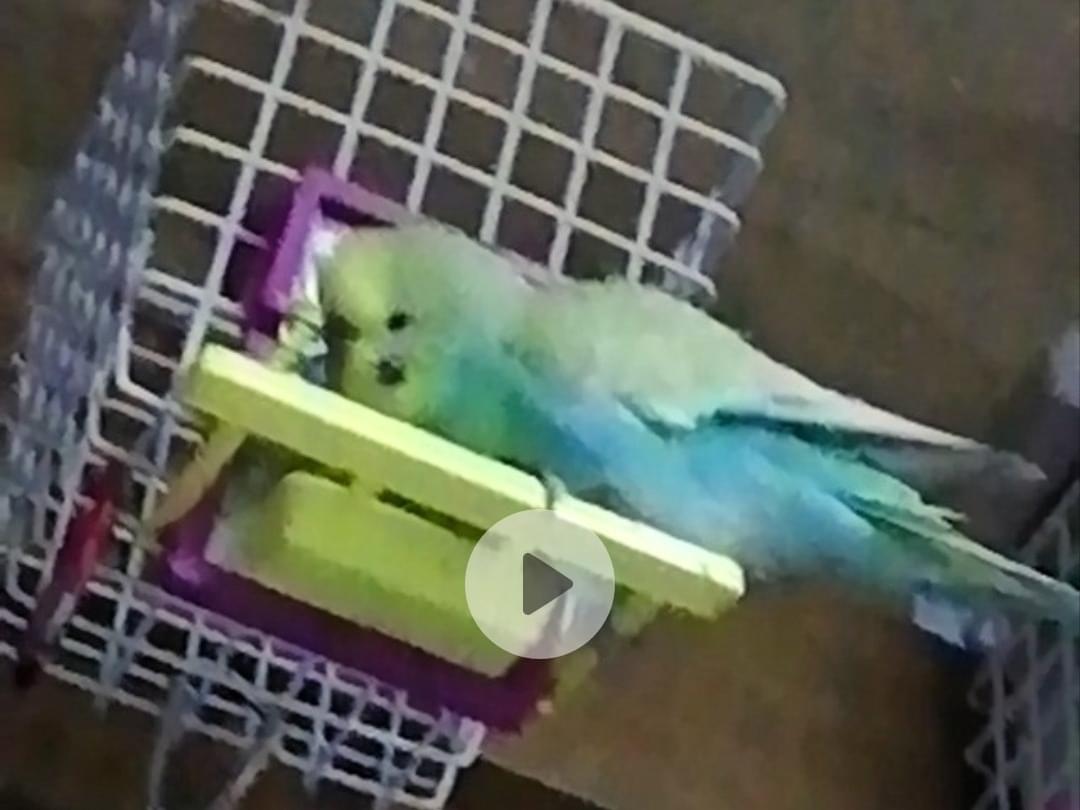 ピヨチャンちゃん ピヨチャンちゃん
