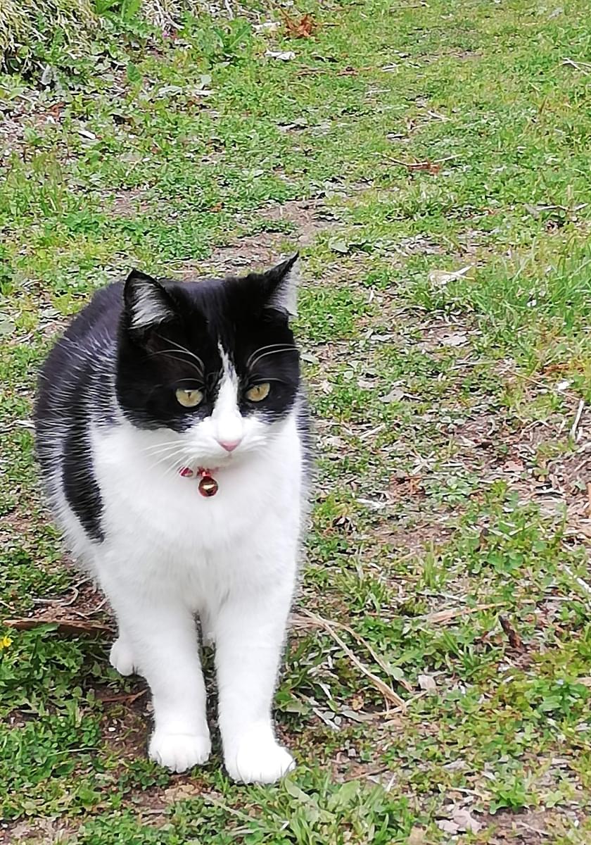 雑種白黒ハチワレの女の子(避妊済)