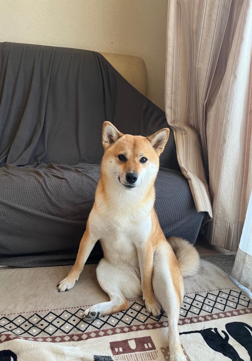 茶色(赤柴)探してます。