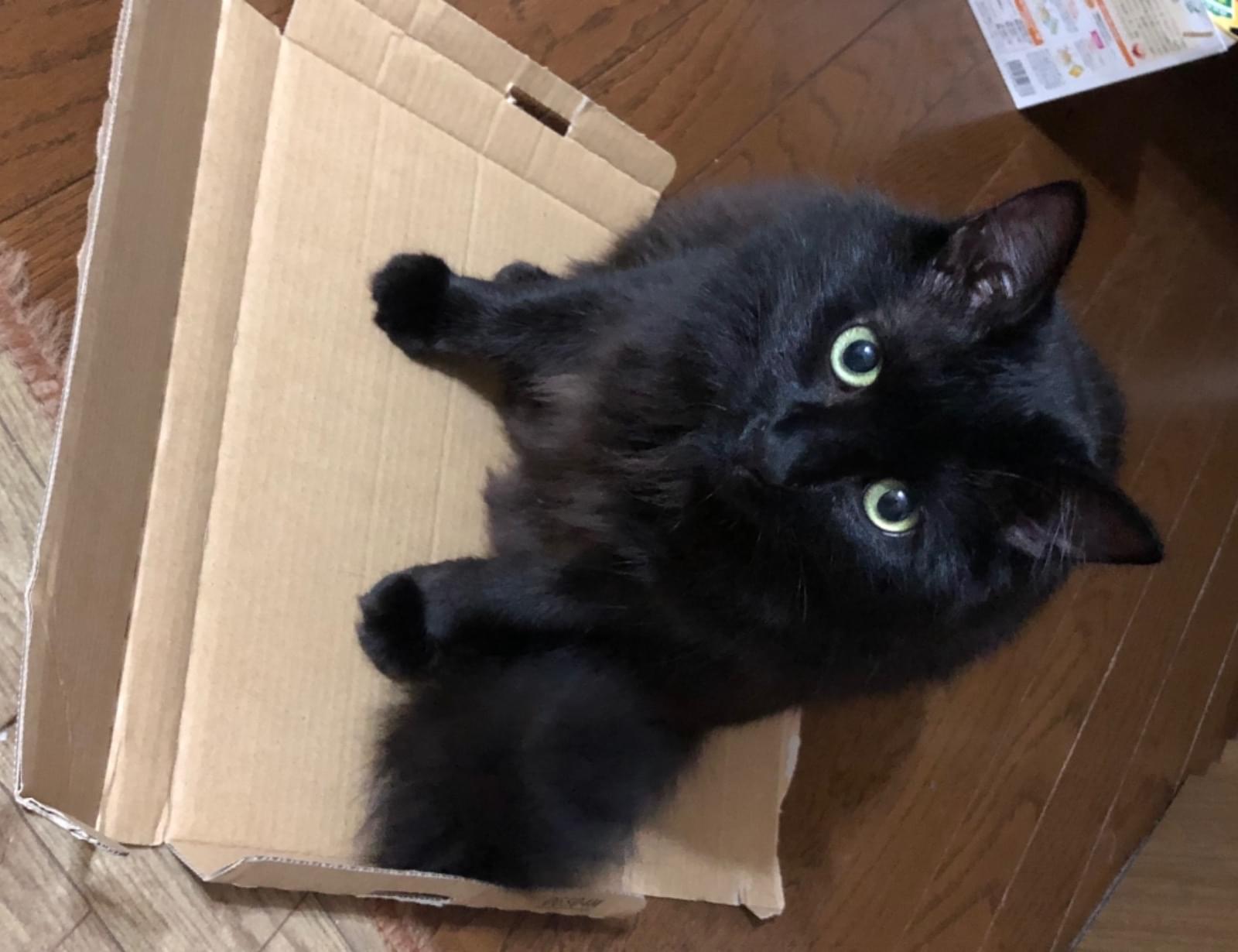 全身黒の毛長の猫です 首周りの毛が特に長く去勢してますが耳カットはしてません