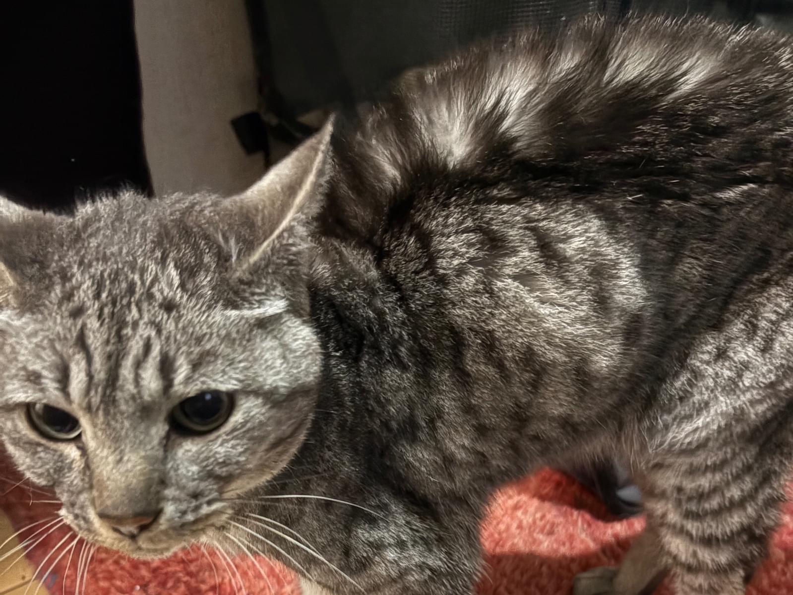 保護された猫 保護された猫