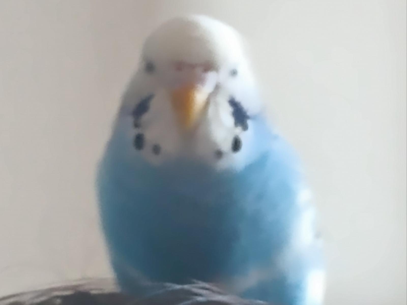 トトちゃん トトちゃん