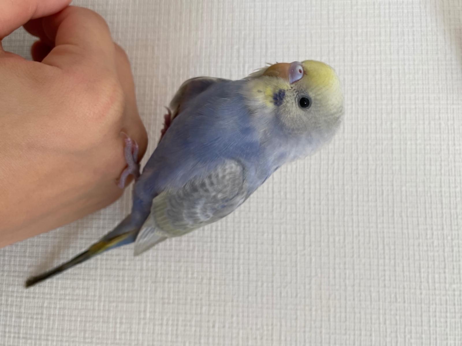 コバちゃん コバちゃん