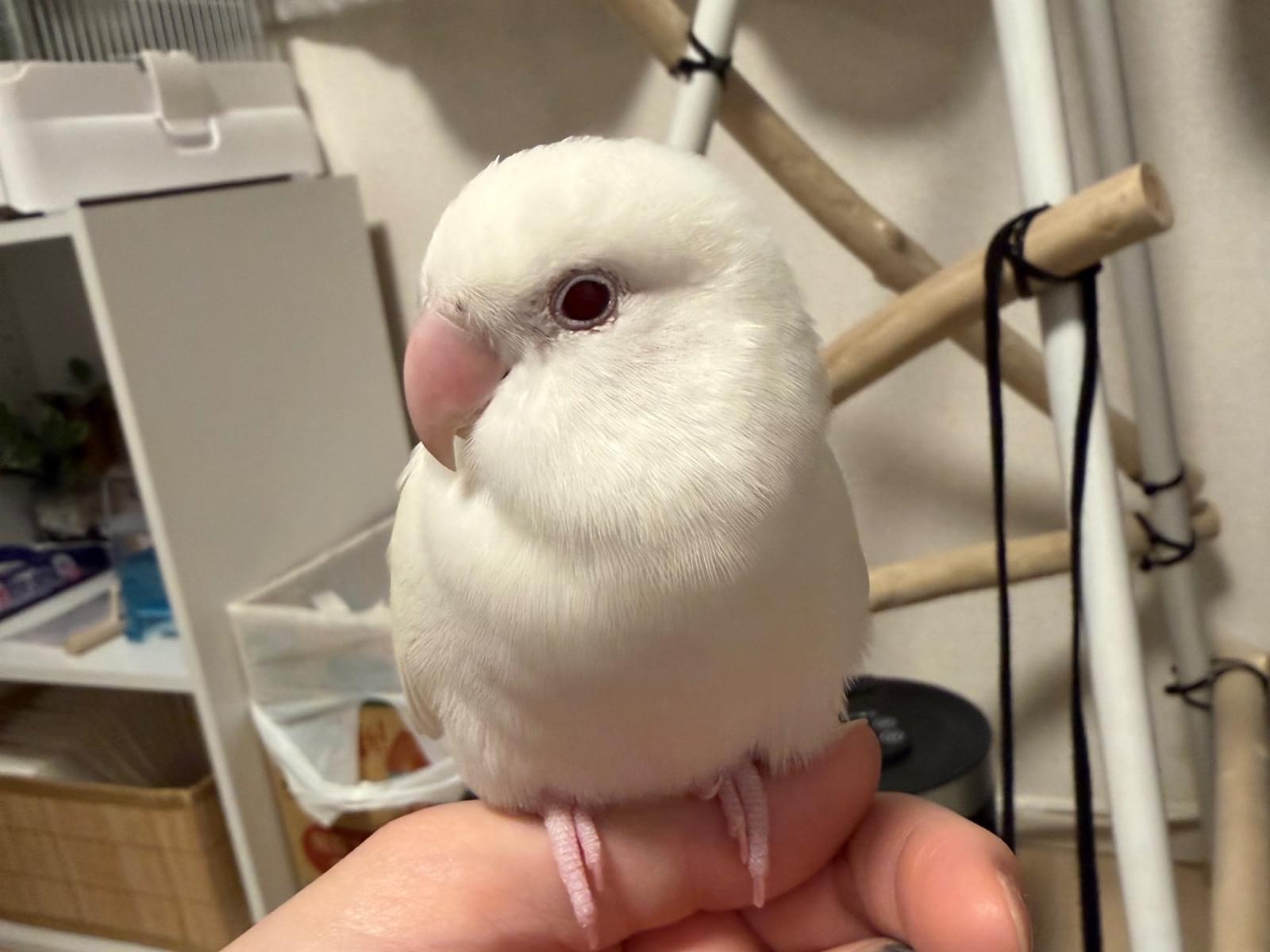 マロちゃん マロちゃん